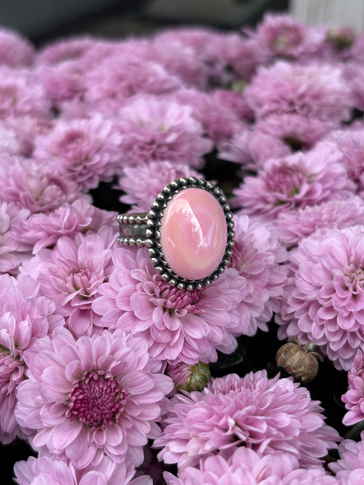 Pink Conch- 6.5