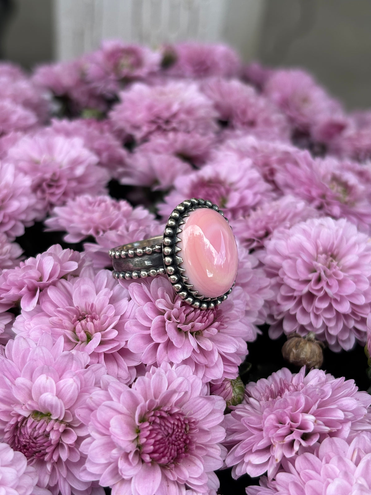 Pink Conch- 6.5