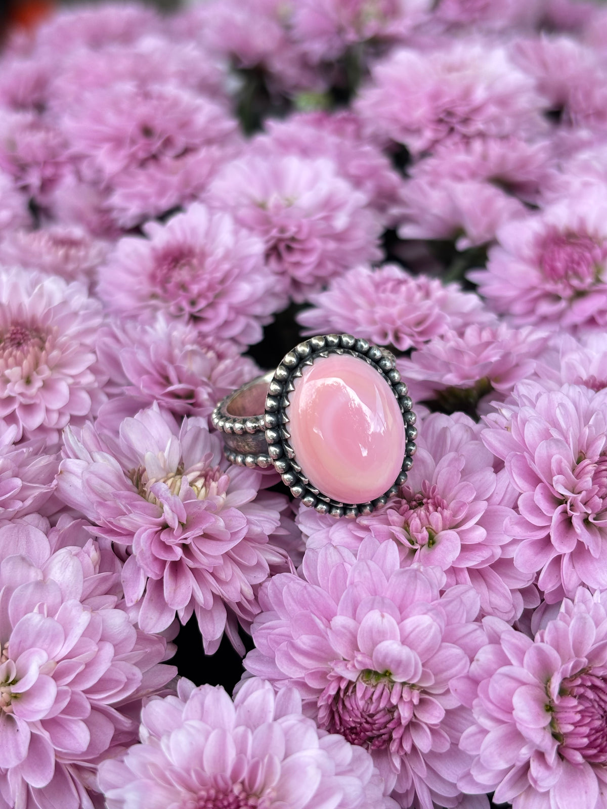 Pink Conch- 6.5
